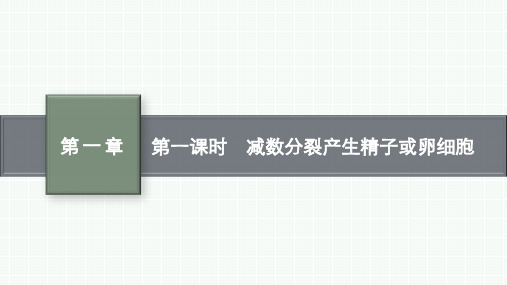苏教版高中生物学必修2精品课件 第一章 遗传的细胞基础 第一节 第一课时 减数分裂产生精子或卵细胞