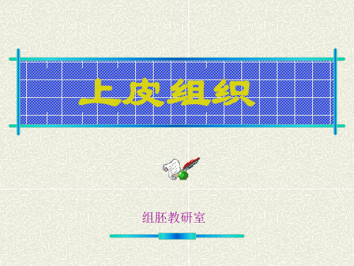 上皮 组织