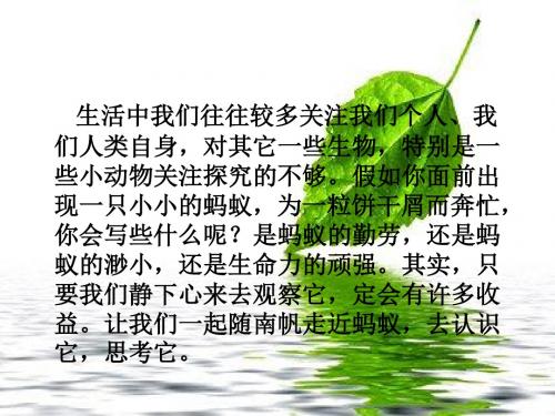 《蚂蚁》南帆