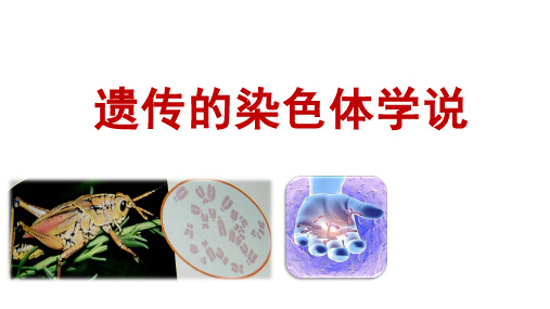 22遗传的染色体学说(1)课件-浙江省台州市书生中学高中生物浙科版必修2(共18张PPT)