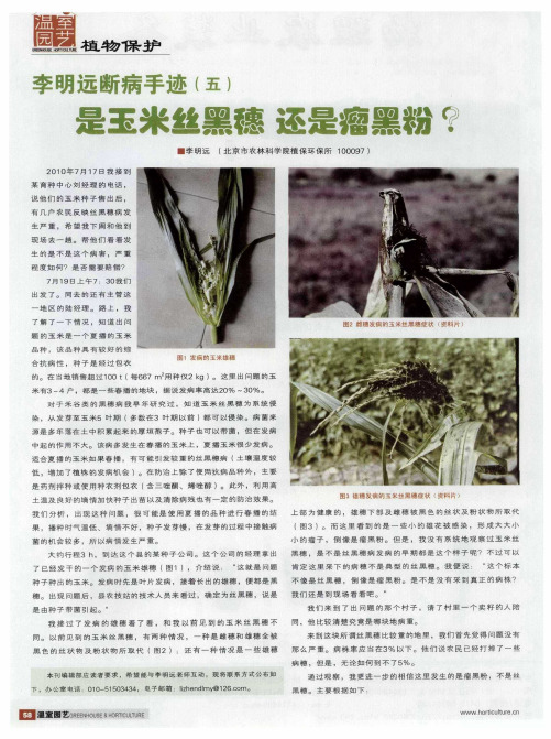 李明远断病手迹(五)  是玉米丝黑穗还是瘤黑粉？