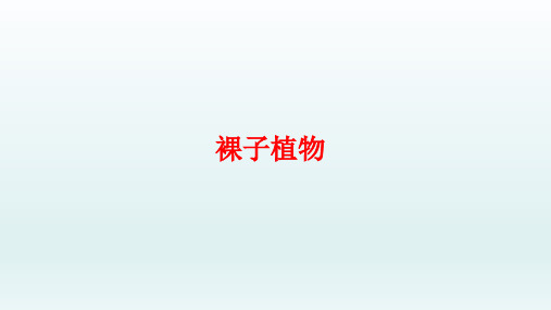 冀教版七年级生物上册：3.5 裸子植物  课件(共22张ppt)