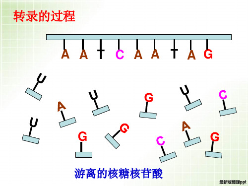 转录和翻译的过程ppt课件