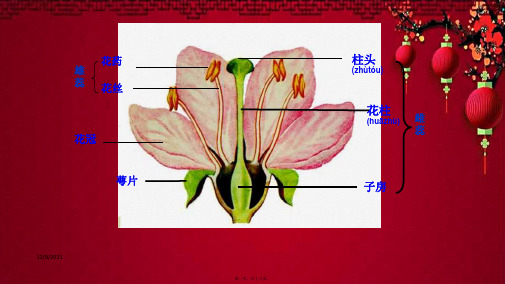 八年级生物下册 第7单元 第1章 第1节 植物的生殖课件下册生物课件