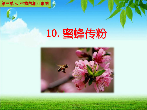 冀教版三年级下册科学《蜜蜂传粉》精编PPT课件
