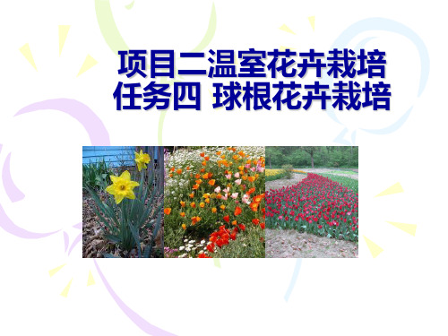 6二温室花卉4球根