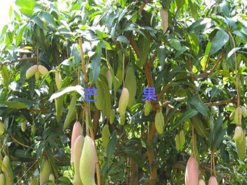 芒果