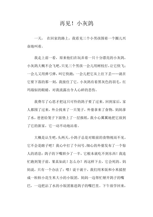 再见!小灰鸽