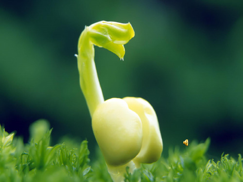 爱护植被,绿化祖国分解