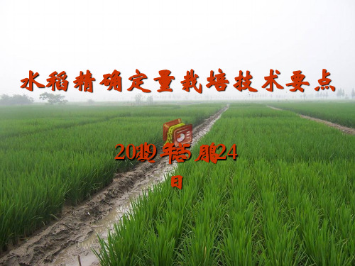 水稻精确定量栽培技术要点 