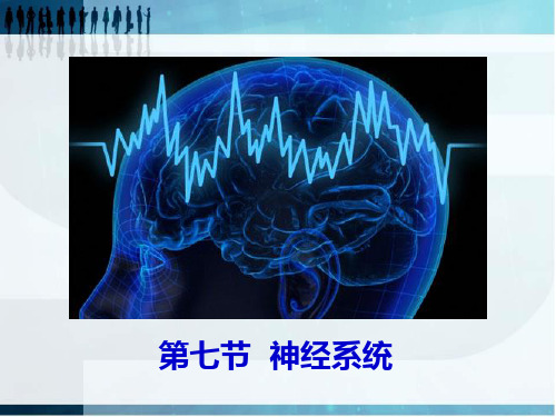 第七节 神经系统