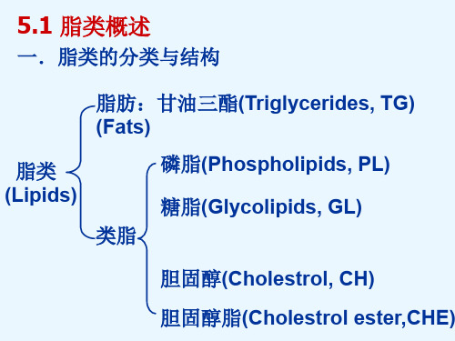 磷脂糖脂甘油磷脂鞘脂鞘脂磷脂和糖脂分类与结构示意图磷脂酸磷脂