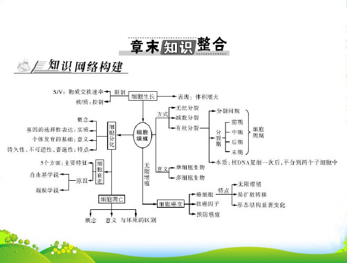 【南方新课堂】高考生物总复习 第6章 章末知识整合课件 新人教必修1 