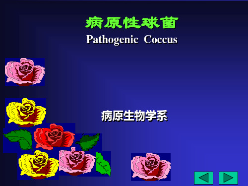 病原性球菌精品PPT课件