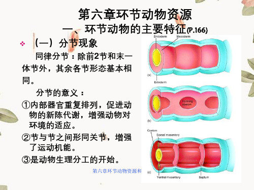 第六章环节动物资源和主要特征