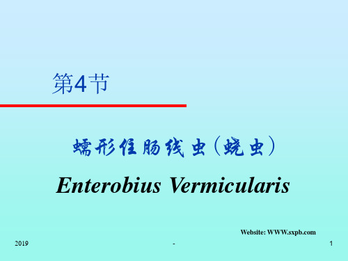 蛲虫钩虫ppt课件