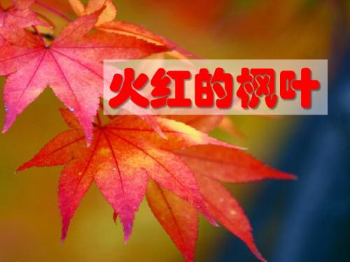 《火红的枫叶》PPT课件2
