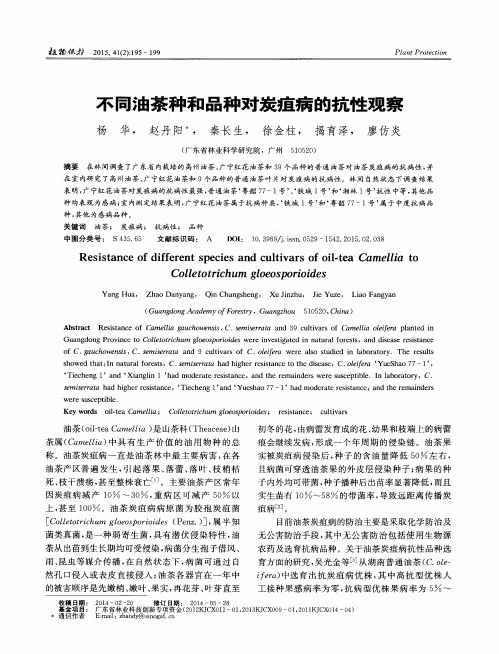 不同油茶种和品种对炭疽病的抗性观察