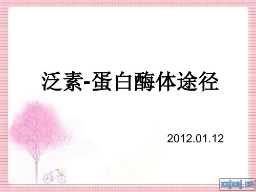 泛素UPP