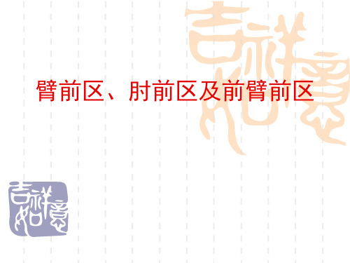 局部解剖学课件臂前、肘前及前臂前区-杨
