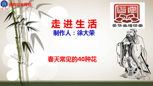春天常见的40种花