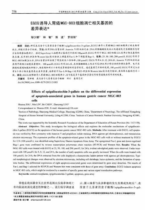 EGCG诱导人胃癌MGC-803细胞凋亡相关基因的差异表达