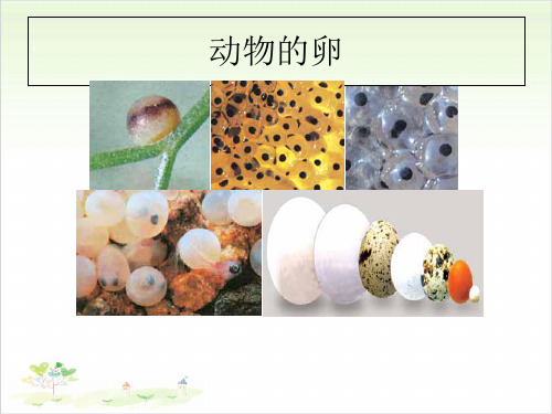 四年级下册科学-《动物的卵》优秀课件教科版