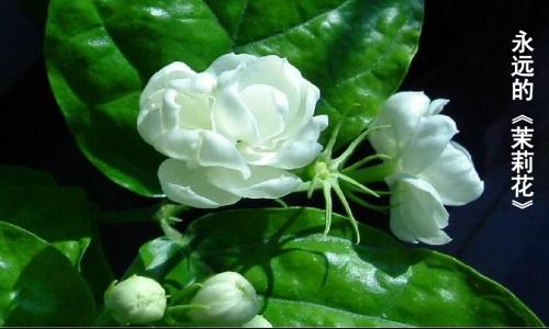 茉莉花2