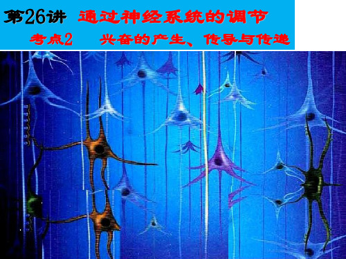 2020年高考生物兴奋的产生、传导与传递复习课件(共41张PPT)
