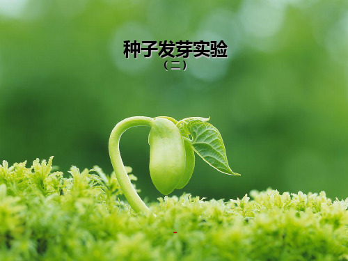 1.2种子发芽实验(二) (1)