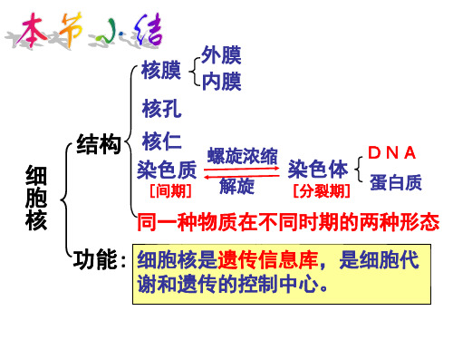 人教版高一生物必修1课件：4.1 物质跨膜运输的实例 (共32张ppt)