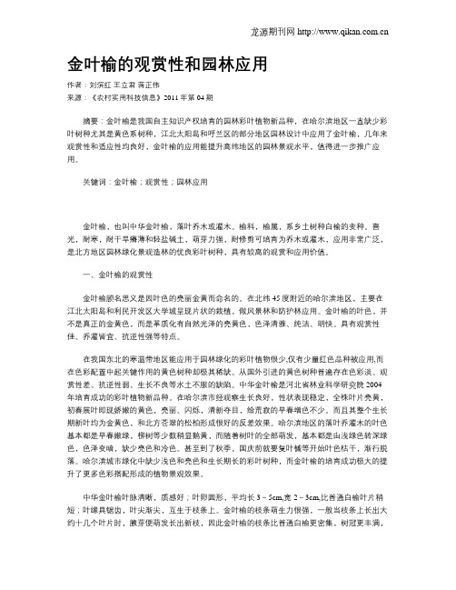 金叶榆的观赏性和园林应用