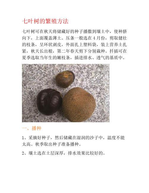七叶树的繁殖方法