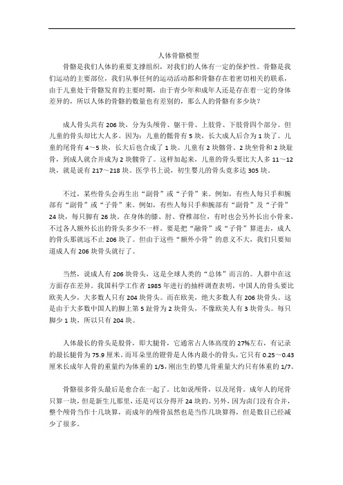 人体骨骼模型