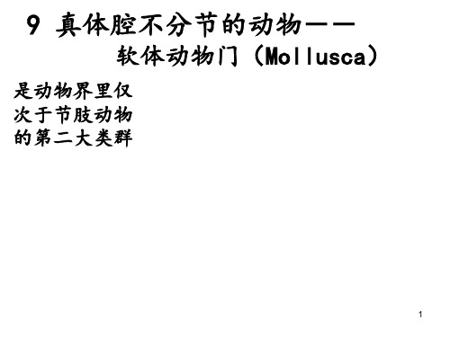 软体动物系统PPT