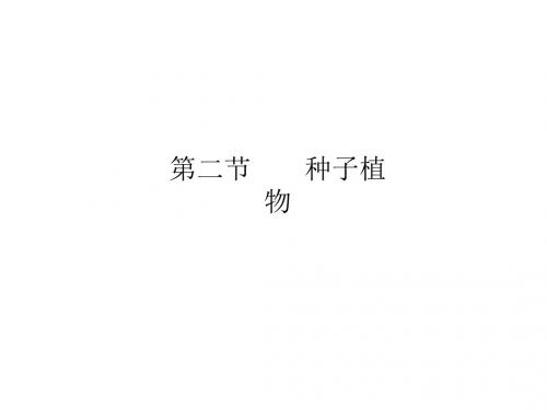 种子的结构