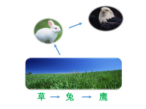 六年级下册科学课件-4.4 生态平衡(4)-苏教版