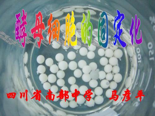 酵母细胞的固定化