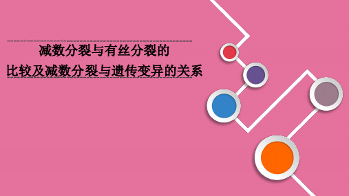 生物一轮复习必修二专题：减数分裂与有丝分裂的比较及减数分裂与遗传变异的关系ppt课件