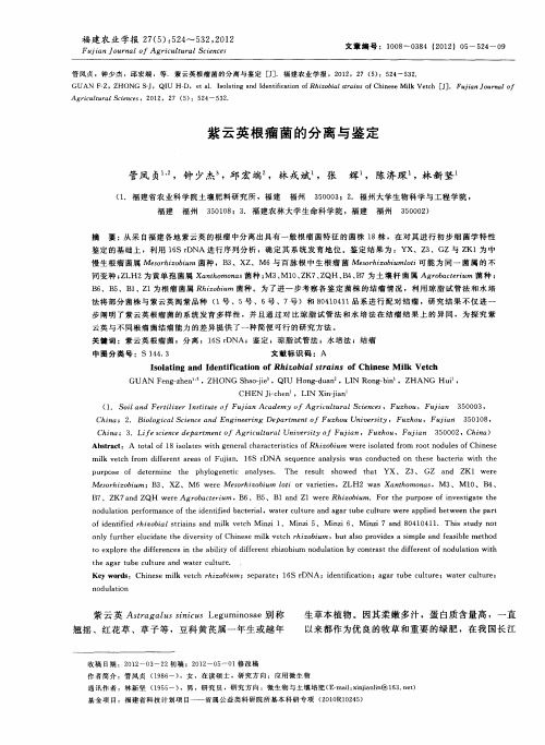 紫云英根瘤菌的分离与鉴定