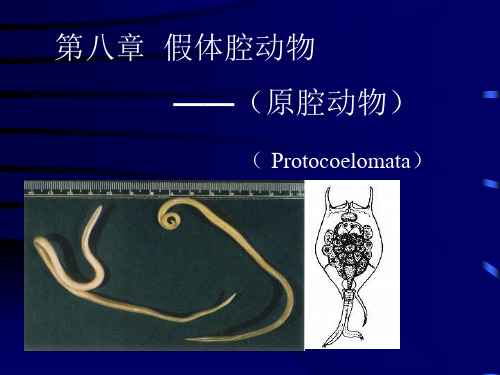 第八章  假体腔动物
