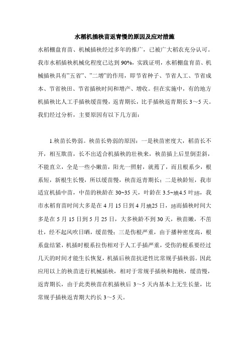 水稻机插秧苗返青慢的原因及应对措施