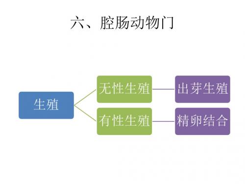 腔肠动物门. (2)