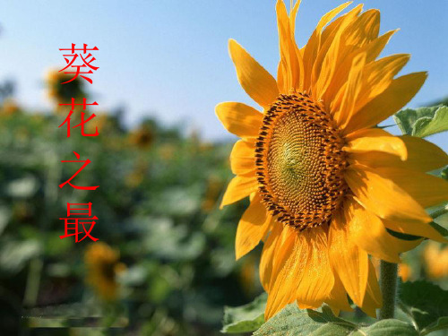 六年级下册语文课件-2.2 葵花之最 ▎冀教2001课标版(共22张PPT)
