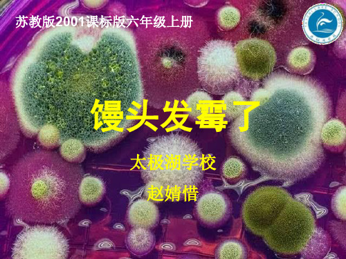 小学科学苏教版六年级上册《3馒头发霉了》课件公开课