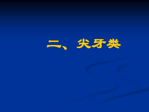 尖牙牙体解剖