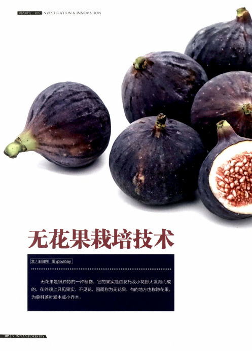 无花果栽培技术