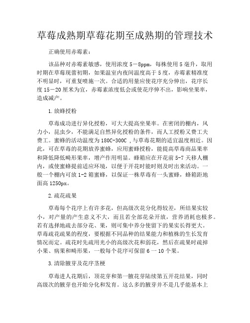 草莓成熟期草莓花期至成熟期的管理技术