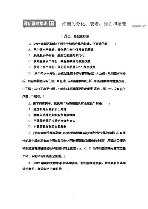 人教版高中生物一轮复习(细胞的分化、衰老、凋亡和癌变