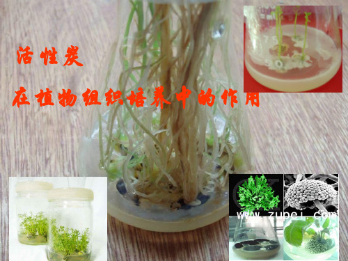 活性炭在组培中的作用